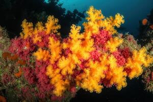 Vibrant coral formations in an underwater scene. photo