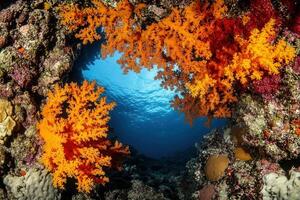 Vibrant coral reef scene with colorful marine life. photo