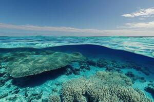 Underwater view of vibrant coral reef ecosystem. photo