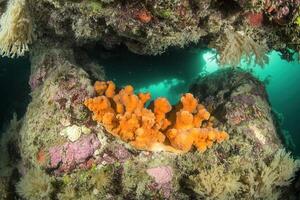 Vibrant coral reef scene with orange sponges. photo
