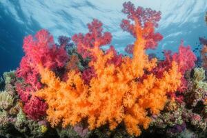 Vibrant coral reef showcasing colorful marine life. photo