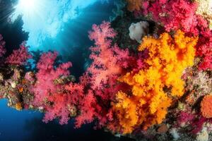 Vibrant coral reef showcasing colorful marine life. photo