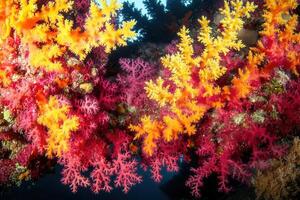 Vibrant coral formations in an underwater scene. photo