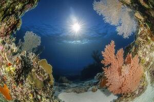Vibrant coral reef scene with sunlight filtering through water. photo