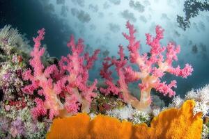 Vibrant coral reef showcasing pink and orange corals. photo