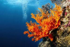 Vibrant coral reef showcasing underwater biodiversity. photo