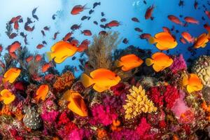 Vibrant coral reef teeming with colorful fish. photo