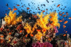 Vibrant coral reef teeming with colorful fish. photo