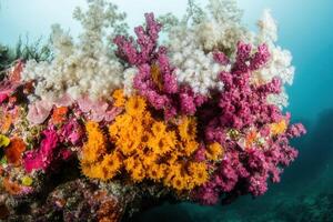 Vibrant coral reef teeming with colorful marine life. photo