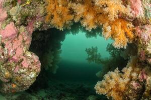 Underwater view through a coral archway. photo