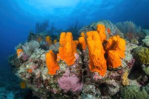 Vibrant coral formations in a clear ocean environment. photo