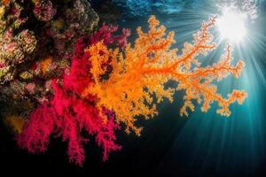 Vibrant coral formations in underwater sunlight. photo