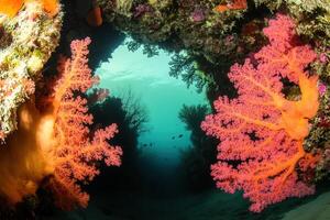 Vibrant coral formations in an underwater scene. photo