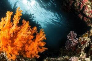 Vibrant coral formations in an underwater scene. photo