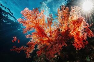 Vibrant coral reef illuminated by sunlight underwater. photo