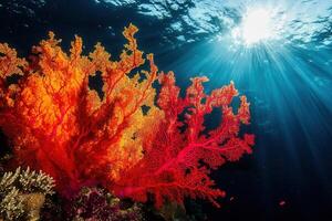 Vibrant coral reef illuminated by sunlight underwater. photo