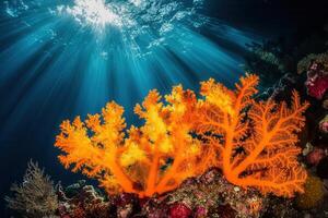 Vibrant coral reef illuminated by sunlight underwater. photo