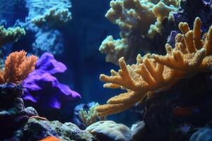 Vibrant coral reef scene showcasing diverse marine life. photo