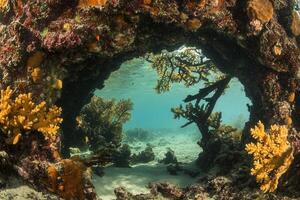 Underwater view through coral archway with vibrant marine life. photo
