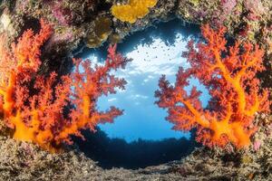 Vibrant coral formations framed by underwater scenery. photo