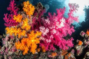 Vibrant coral formations in a marine environment. photo