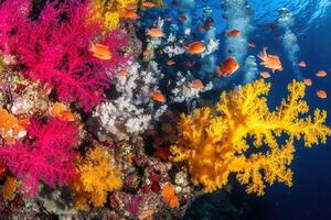 Vibrant coral reef teeming with colorful fish. photo