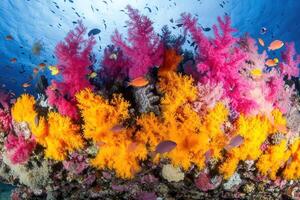 Vibrant coral reef teeming with colorful marine life. photo