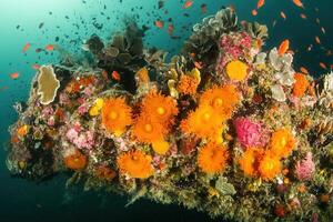 Vibrant coral reef teeming with colorful marine life. photo