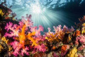 Vibrant coral reef teeming with colorful marine life. photo
