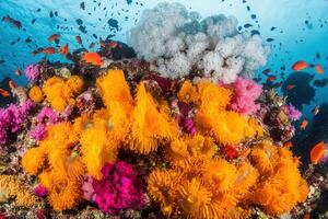 Vibrant coral reef teeming with colorful marine life. photo