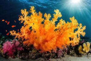 Vibrant coral reef with colorful marine life. photo