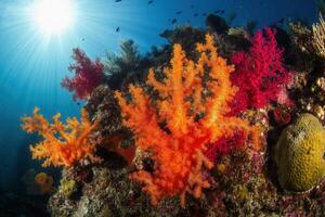 Vibrant coral reef with colorful marine life. photo