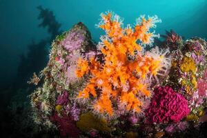 Vibrant coral reef teeming with colorful marine life. photo