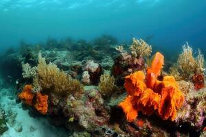 Vibrant coral reef with orange sponges and marine life. photo