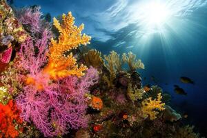 Vibrant coral reef with diverse marine life and sunlight. photo