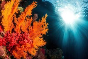 Vibrant coral reef with sunlight filtering through water. photo
