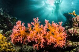 Vibrant coral reef with sunlight filtering through water. photo