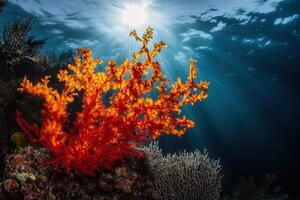 Vibrant coral reef with sunlight filtering through water. photo