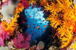 Vibrant underwater scene with colorful corals and fish. photo