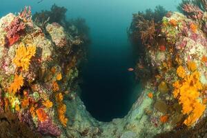 Vibrant underwater scene with coral and marine life. photo