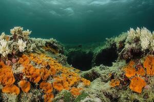 Vibrant underwater scene with coral and marine life. photo