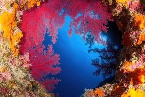 Vibrant coral reef viewed through an underwater opening. photo