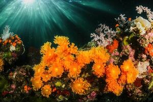 Vibrant coral reef teeming with colorful marine life. photo