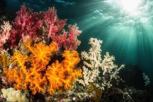 Vibrant coral reef teeming with colorful marine life. photo