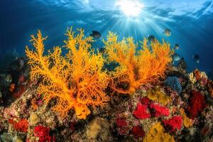 Vibrant coral reef with colorful marine life. photo