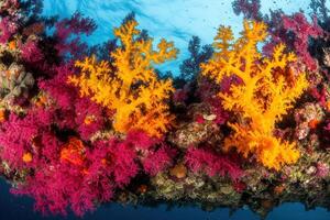 Vibrant coral reef with colorful marine life. photo
