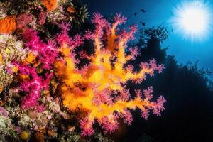 Vibrant coral reef with colorful marine life. photo