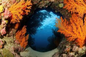 Vibrant coral reef viewed through an underwater archway. photo