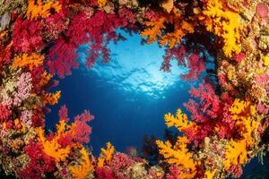 Vibrant coral reef with colorful marine life. photo