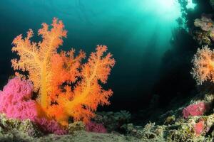 Vibrant coral reef with colorful marine life. photo